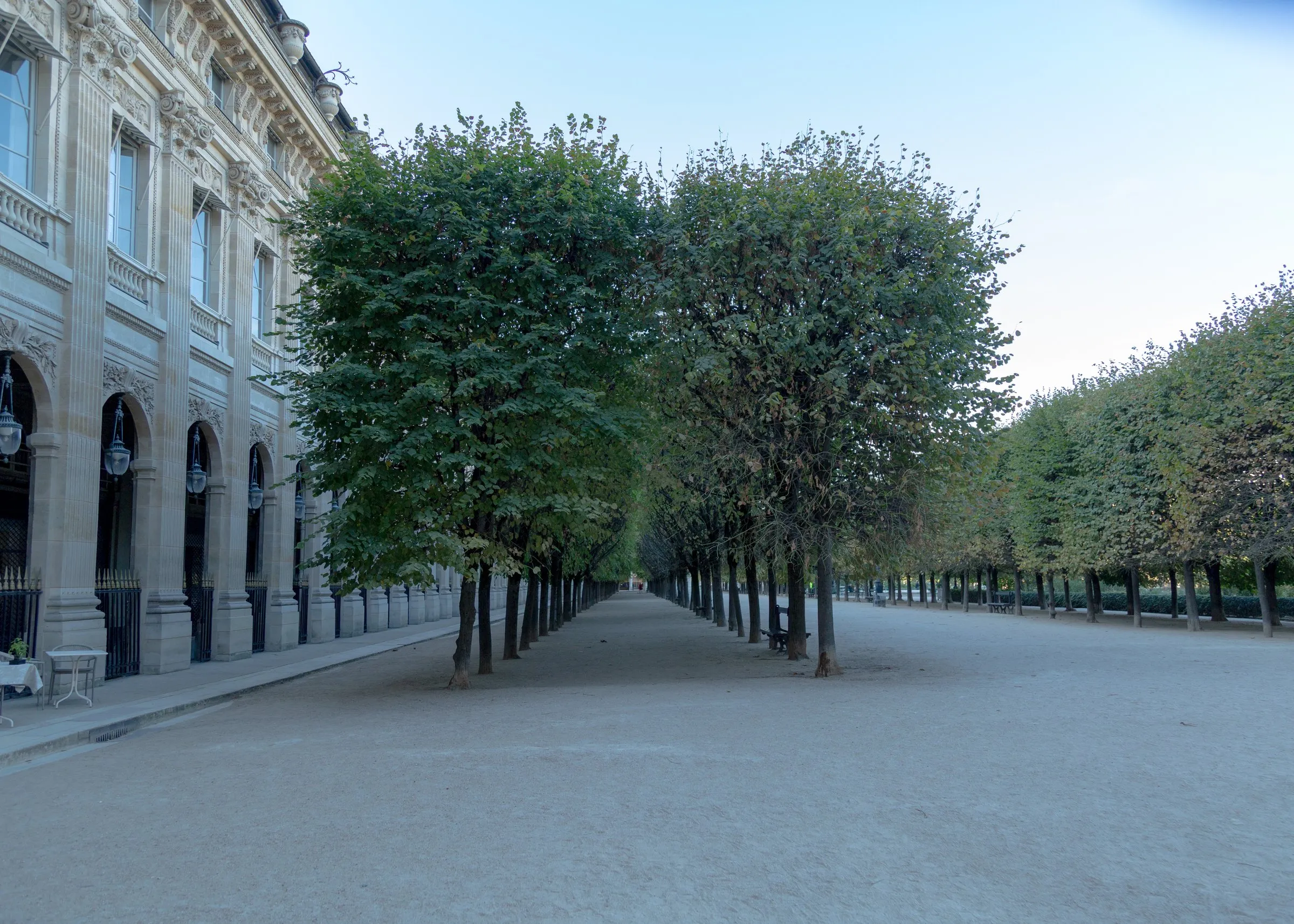 Rows of clipped lime trees in the Palais-Royal garden