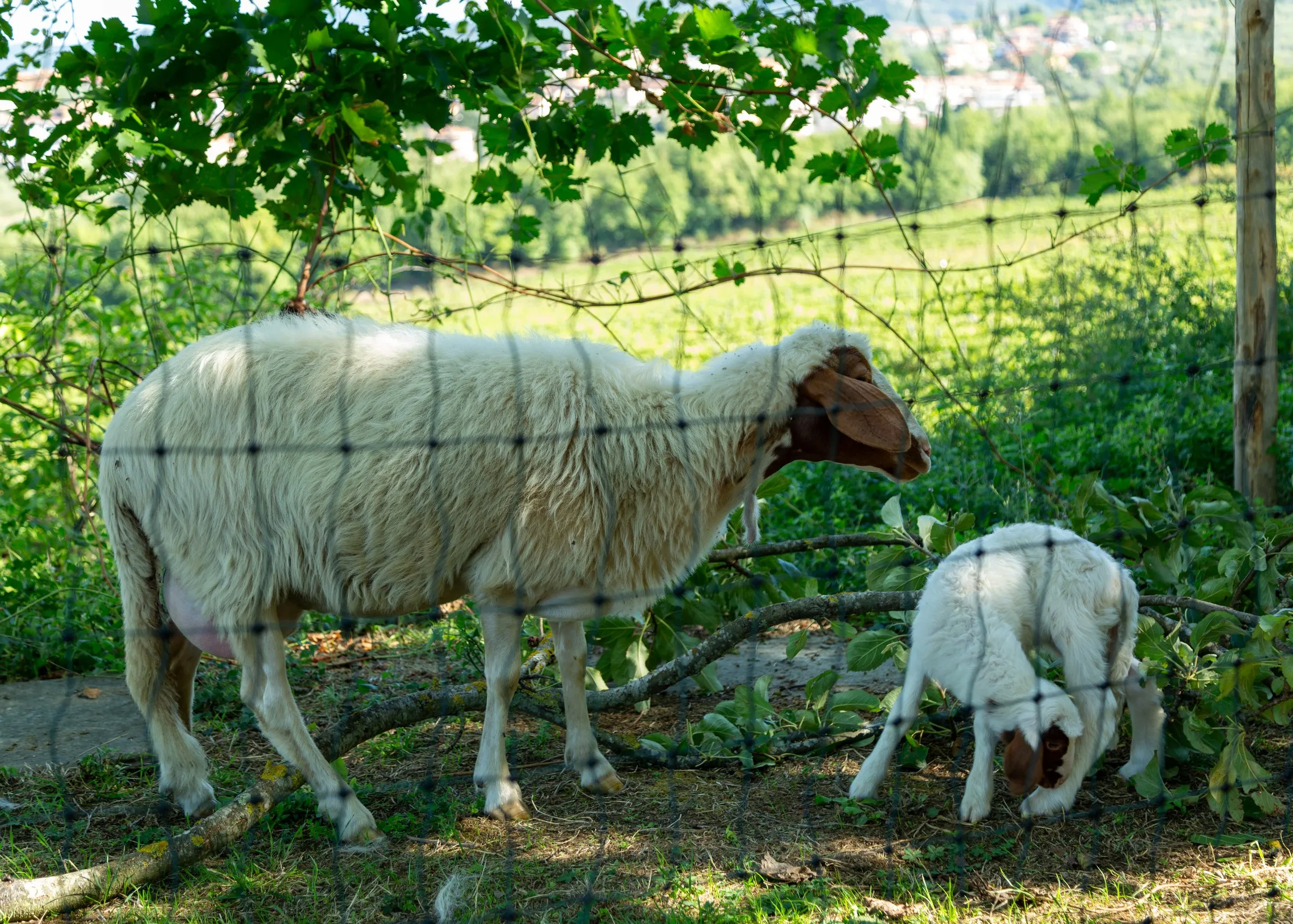 Sheep and a lamb grazing at the farm