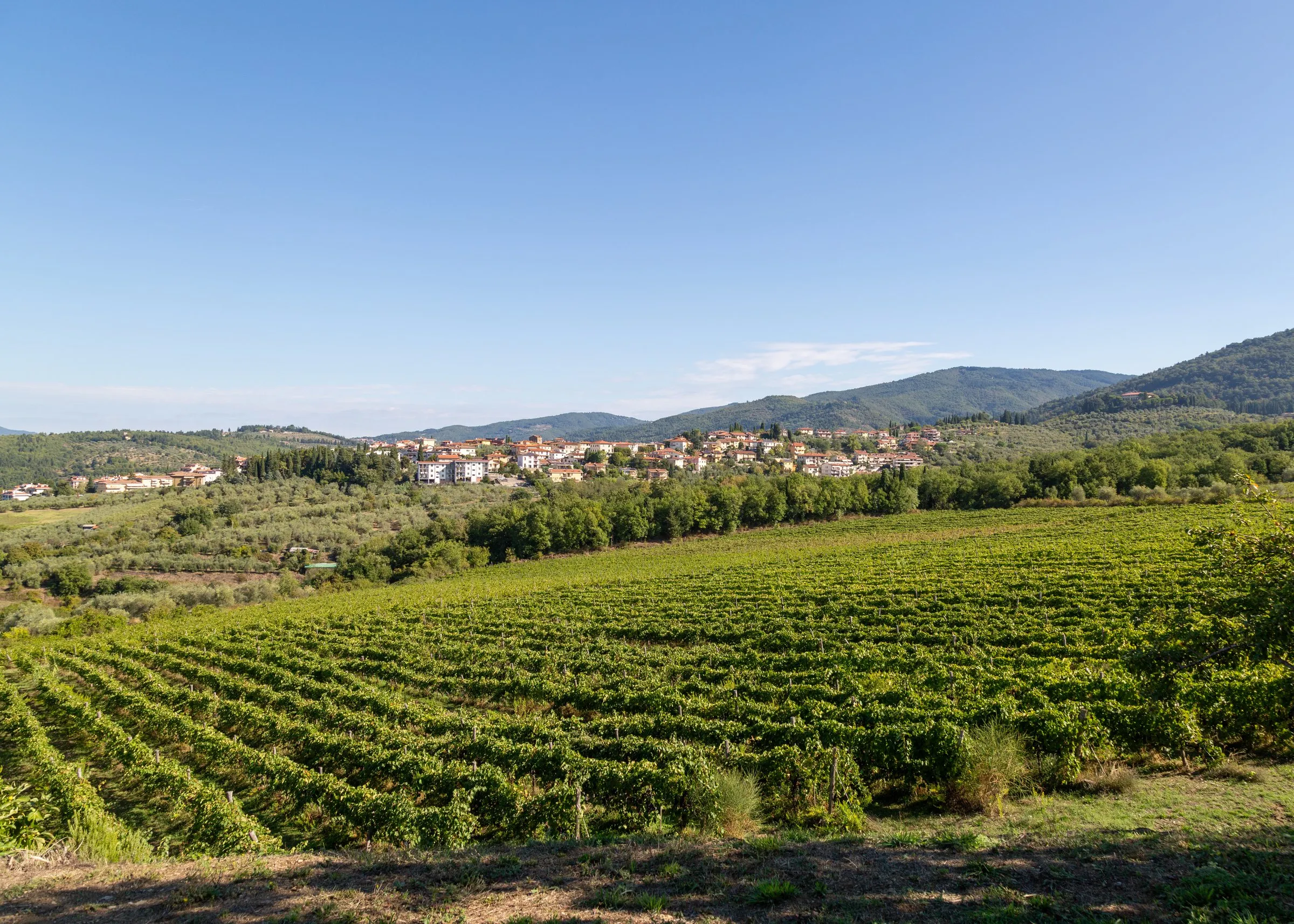 The farm's vineyard rolling down toward the village