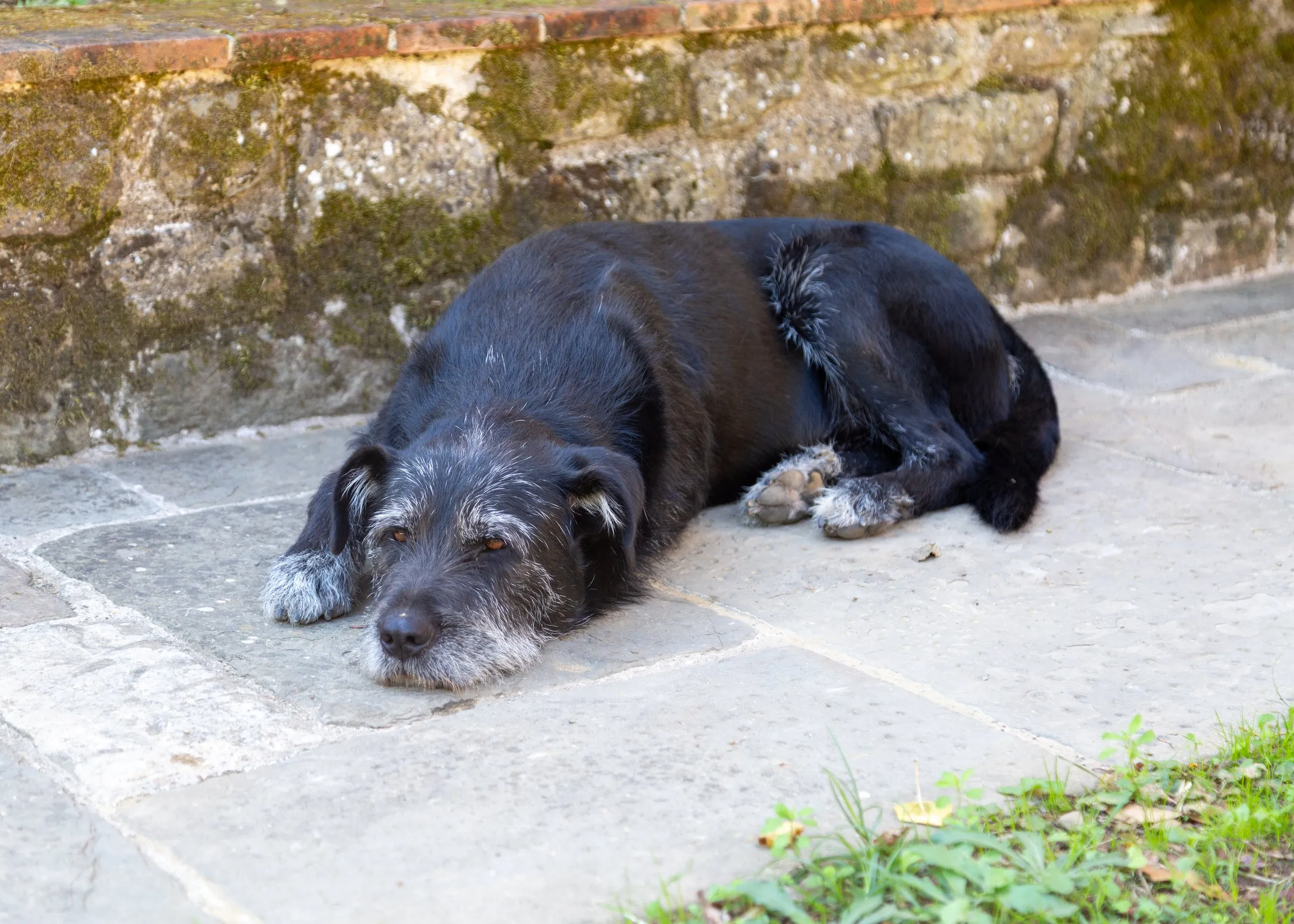 The farm dog asleep on the warm stone