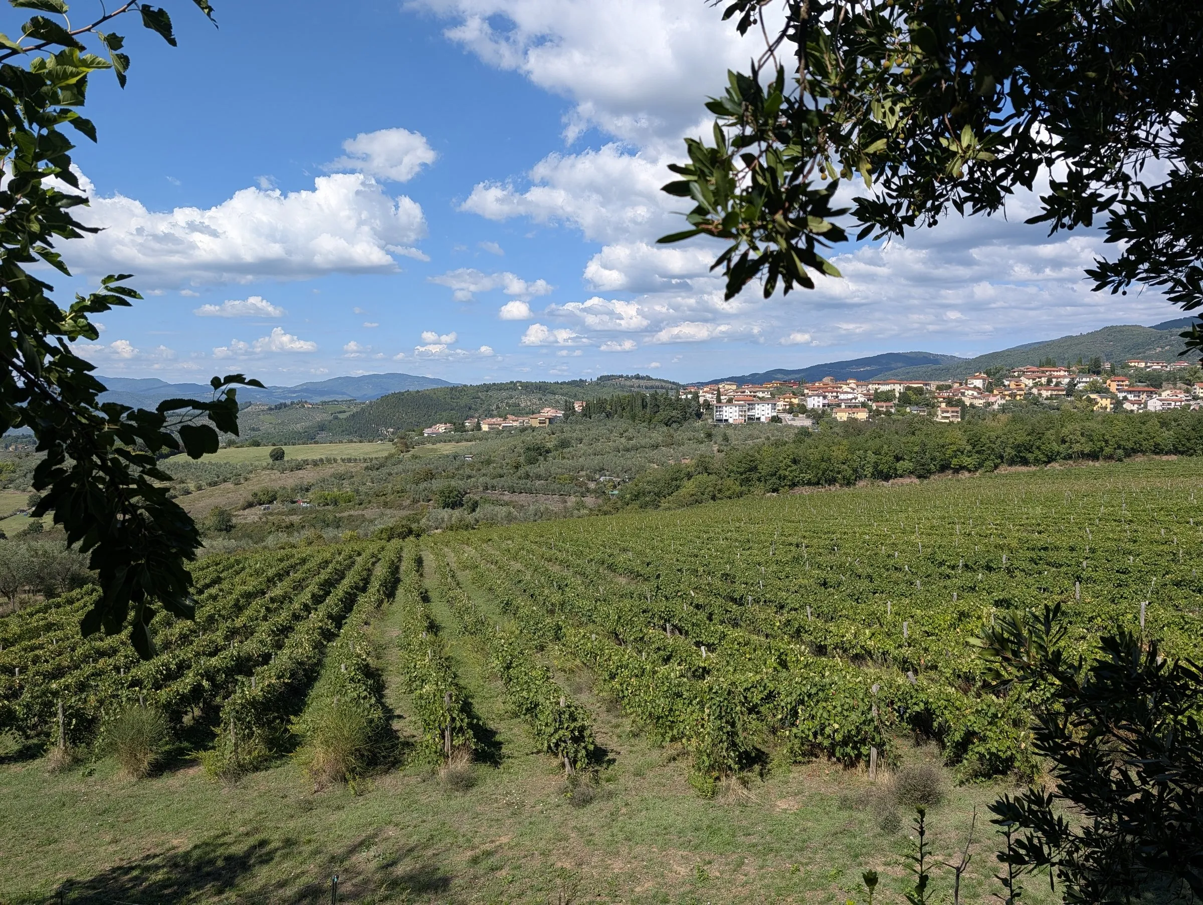 The farm's vineyard and the village beyond