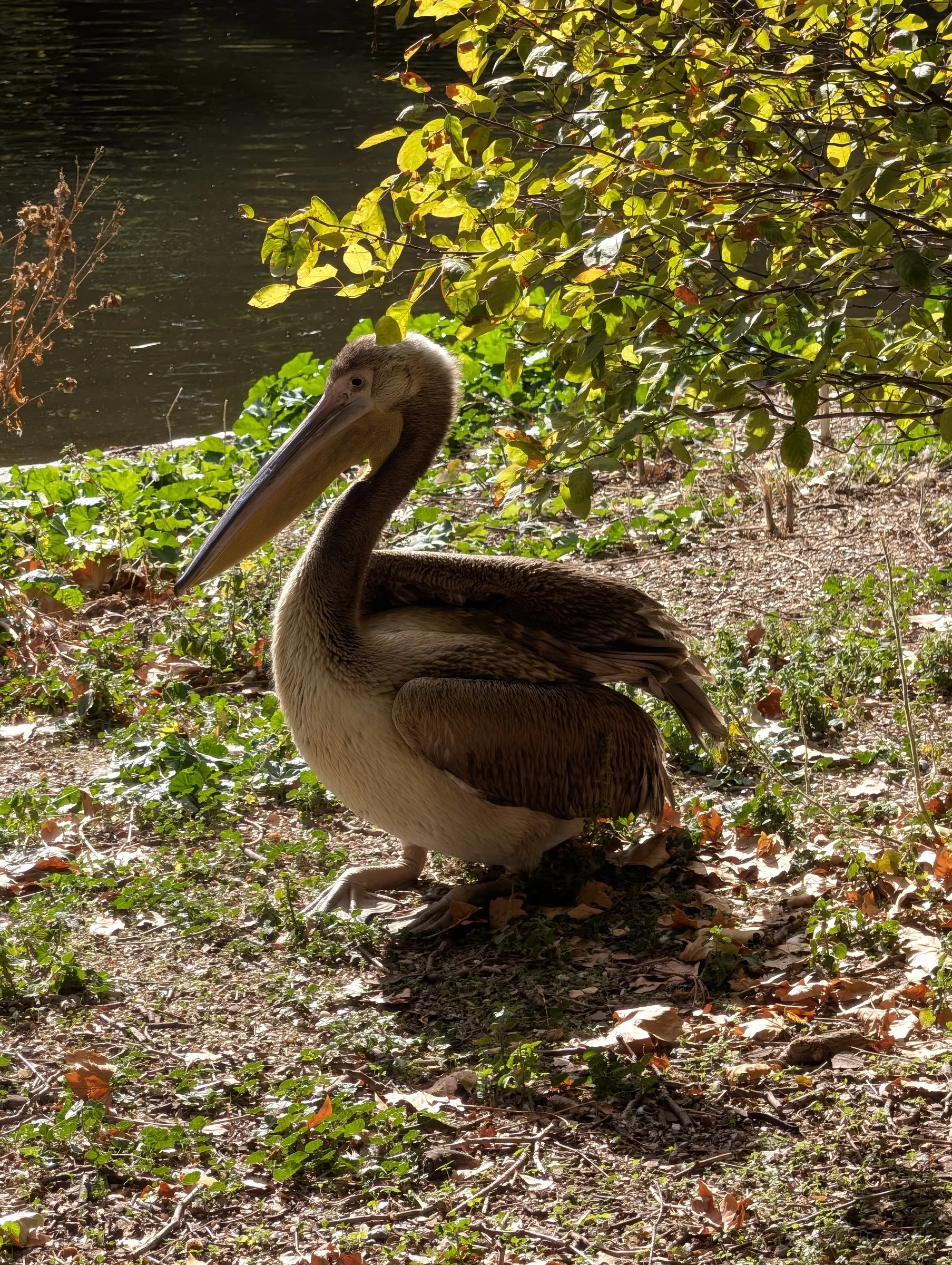 A St James's Park pelican